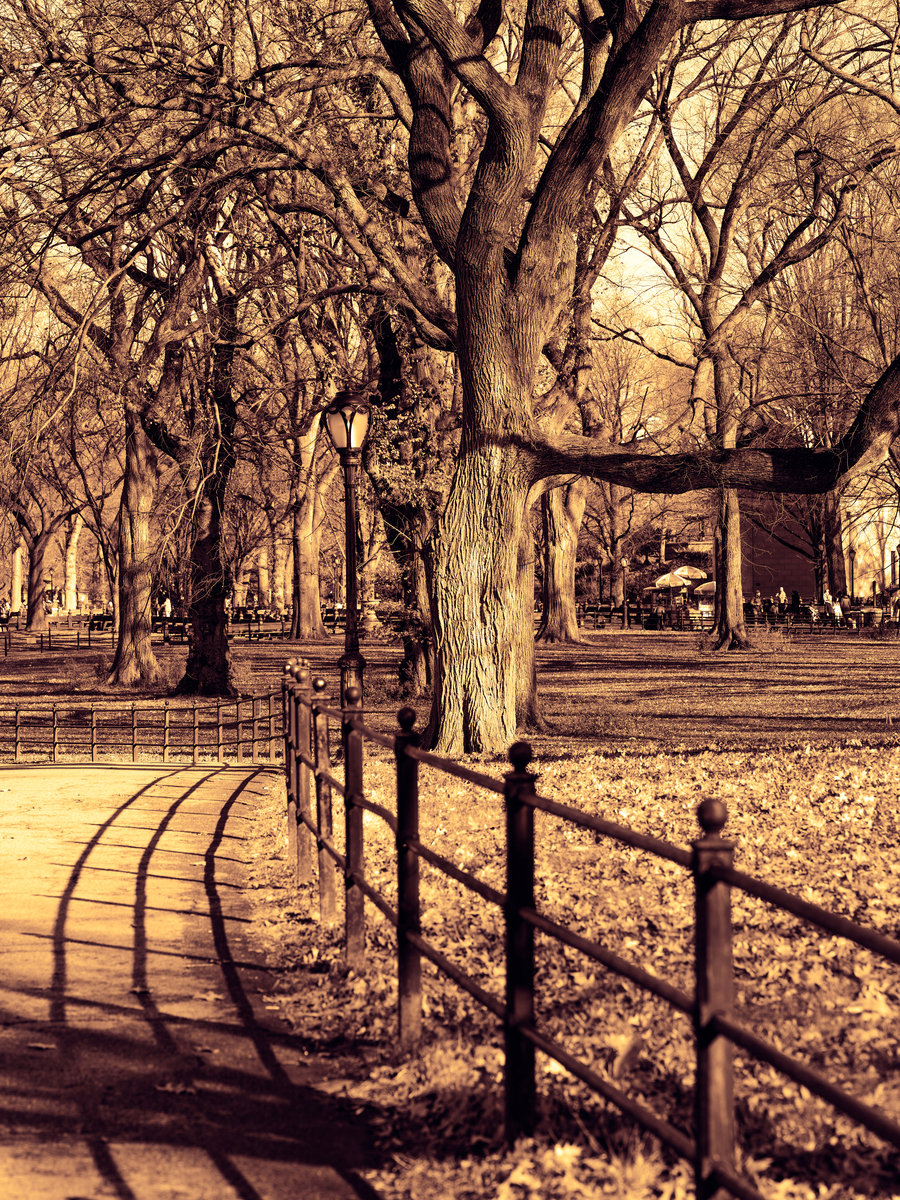 Central Park by Jared Weinryt