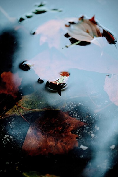 AUTUMN WALK