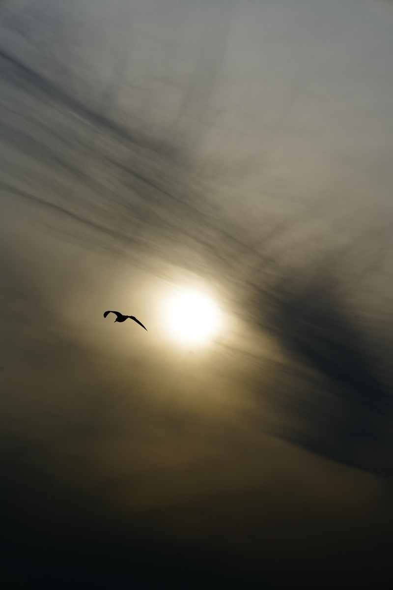 BIRD & SUN print, view 1 of 3