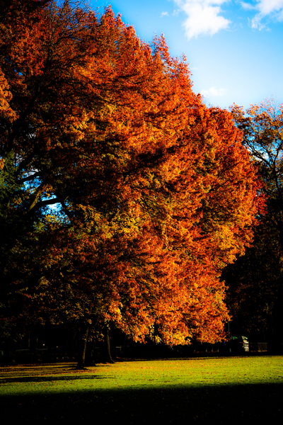 CENTRAL PARK FALL 2021