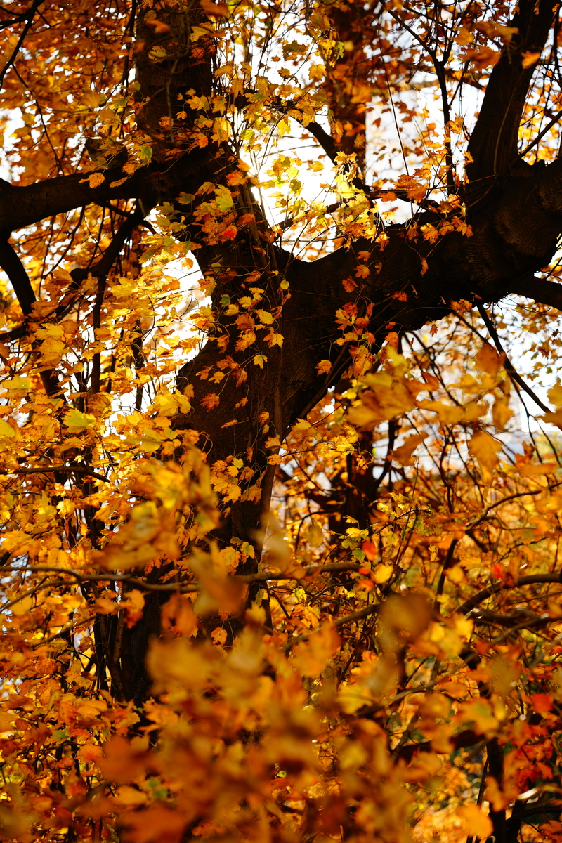 CENTRAL PARK view 1