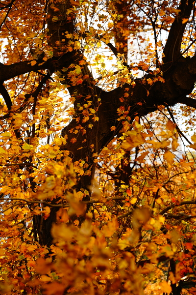 CENTRAL PARK