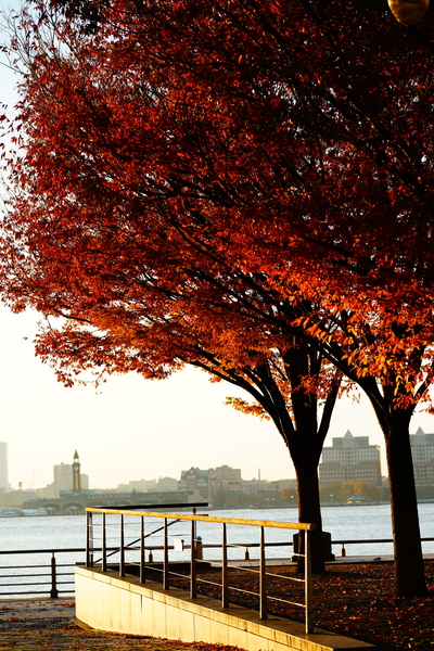 FALL BLOSSOM