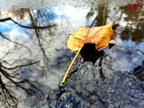 FALL LEAVES OF 2021