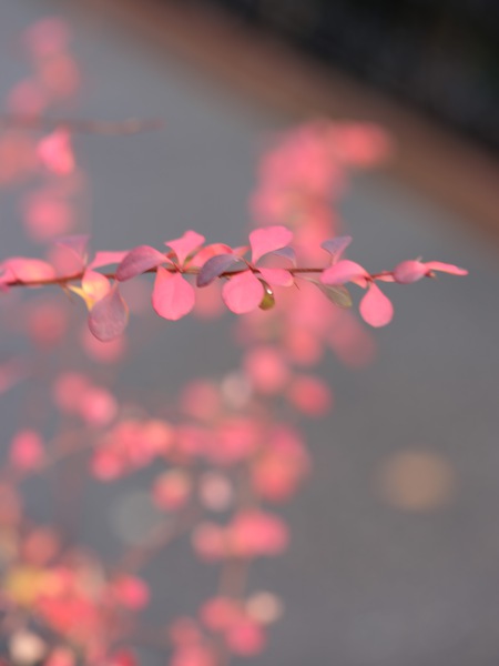 RED WINTER FLOWER