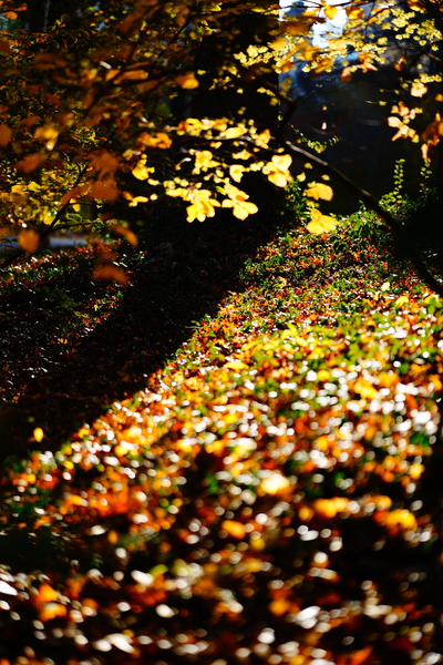 THE PATH