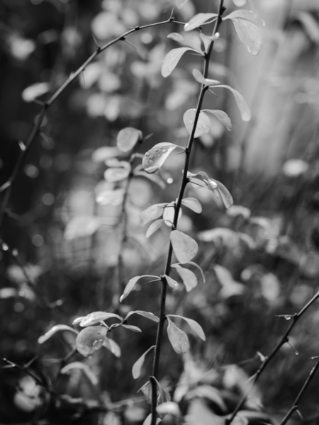 WINTER MORNING