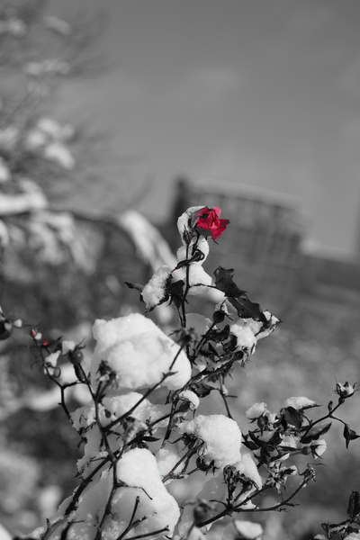 WINTER ROSE