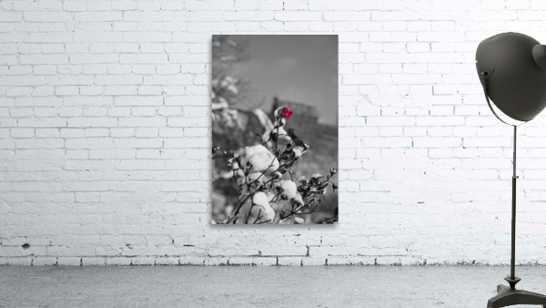 WINTER ROSE print, view 3 of 3